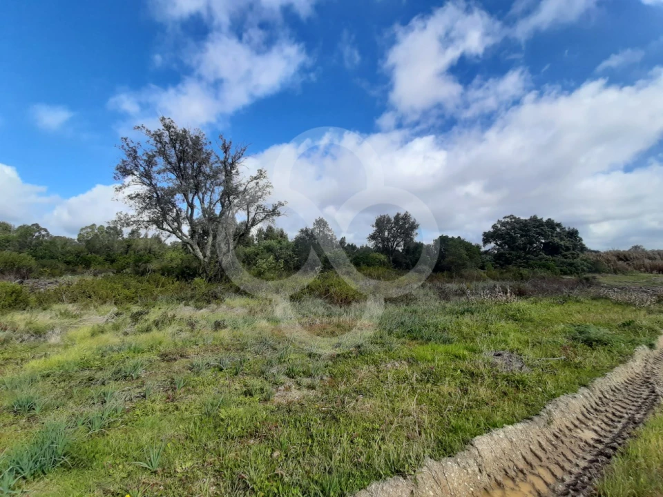 Terreno Agricola ou Rústico para Venda em Pegões Foto 10