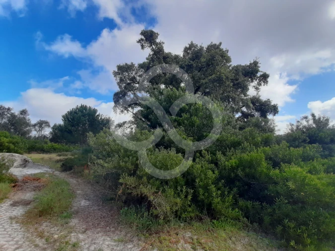 Terreno Agricola ou Rústico para Venda em Pegões Foto 18