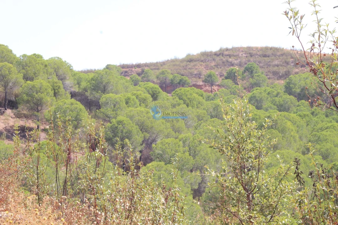 Quinta T14 para Venda em São Silvestre Foto 31