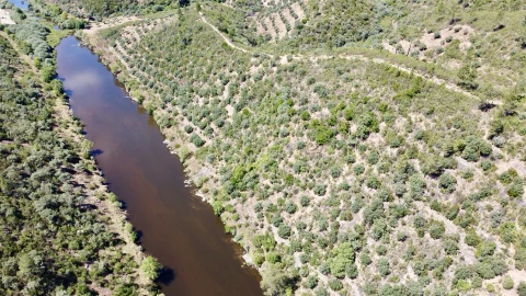 Terreno Agricola ou Rústico para Venda em Sarzedas