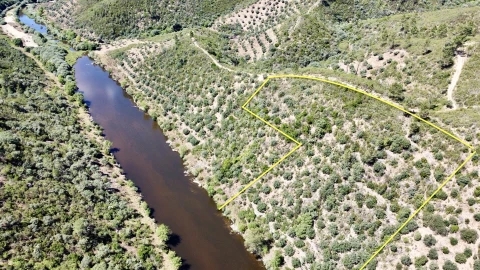 Terreno Agricola ou Rústico para Venda em Sarzedas