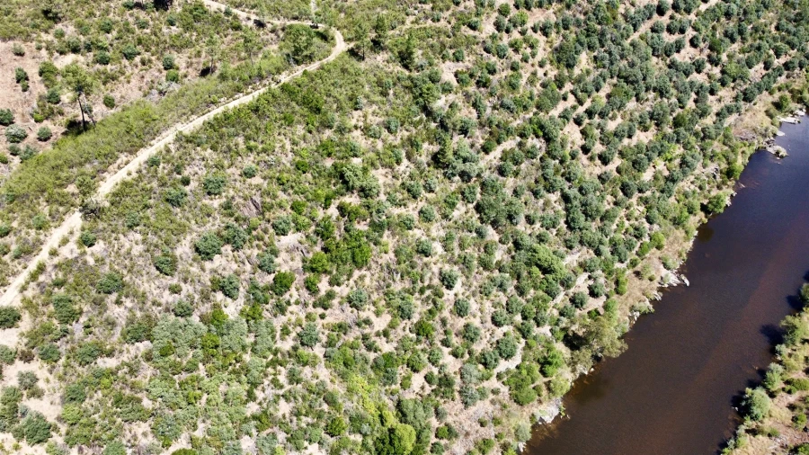 Terreno Agricola ou Rústico para Venda em Sarzedas Foto 3