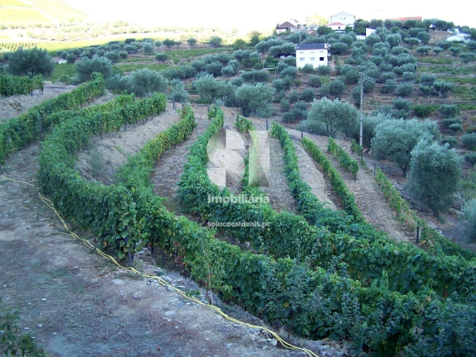 Quinta para Venda em Covas do Douro Foto 9