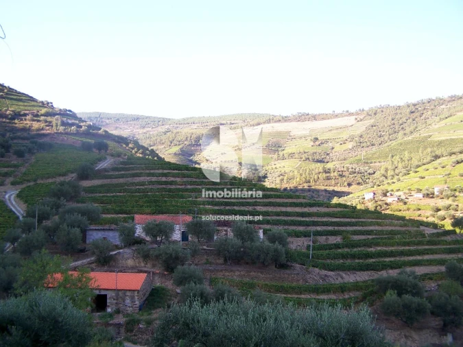 Quinta para Venda em Covas do Douro Foto 10