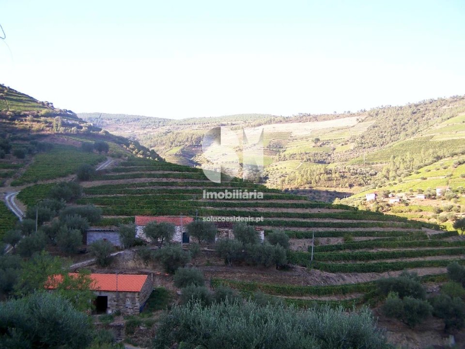 Quinta para Venda em Covas do Douro Foto 10