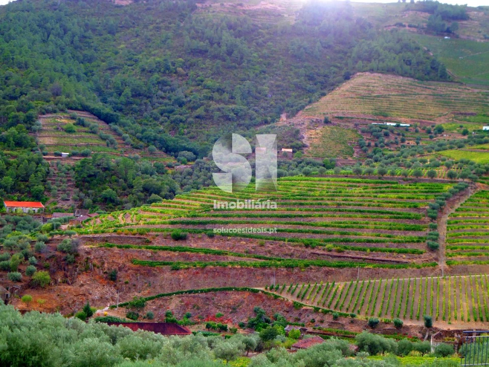 Quinta para Venda em Covas do Douro Foto 8