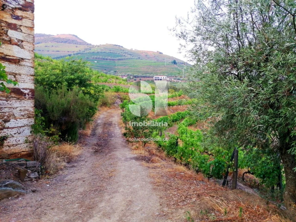 Quinta para Venda em Covas do Douro Foto 11