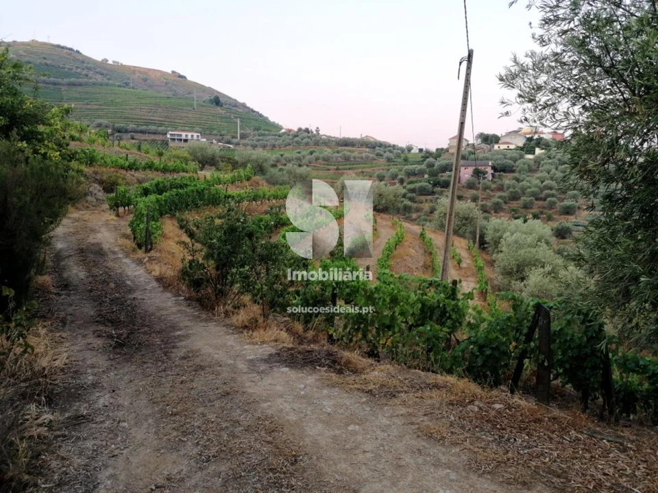 Quinta para Venda em Covas do Douro Foto 12