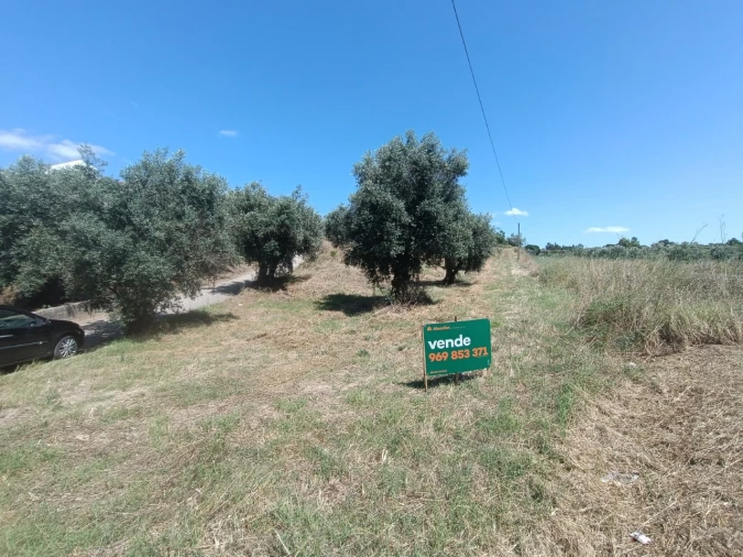 Terreno para Venda em Sardoal Foto 4