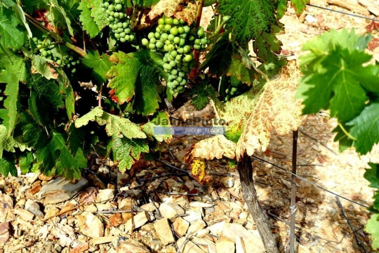 Moradia T5 para Venda em Escalhão Foto 6