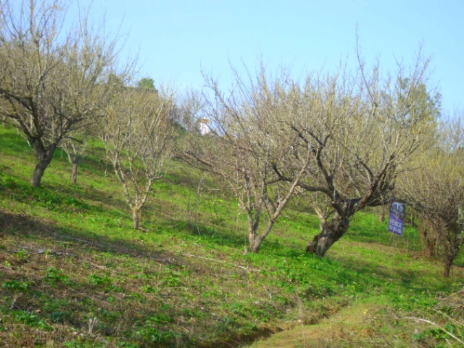 Terreno para Venda em Alenquer (Santo Estêvão e Triana) Foto 4