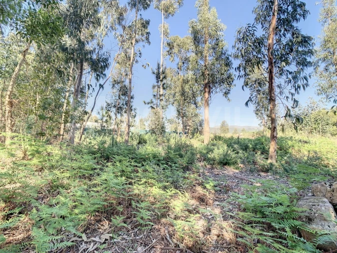 Terreno para Venda em Vilar de Mouros Foto 17