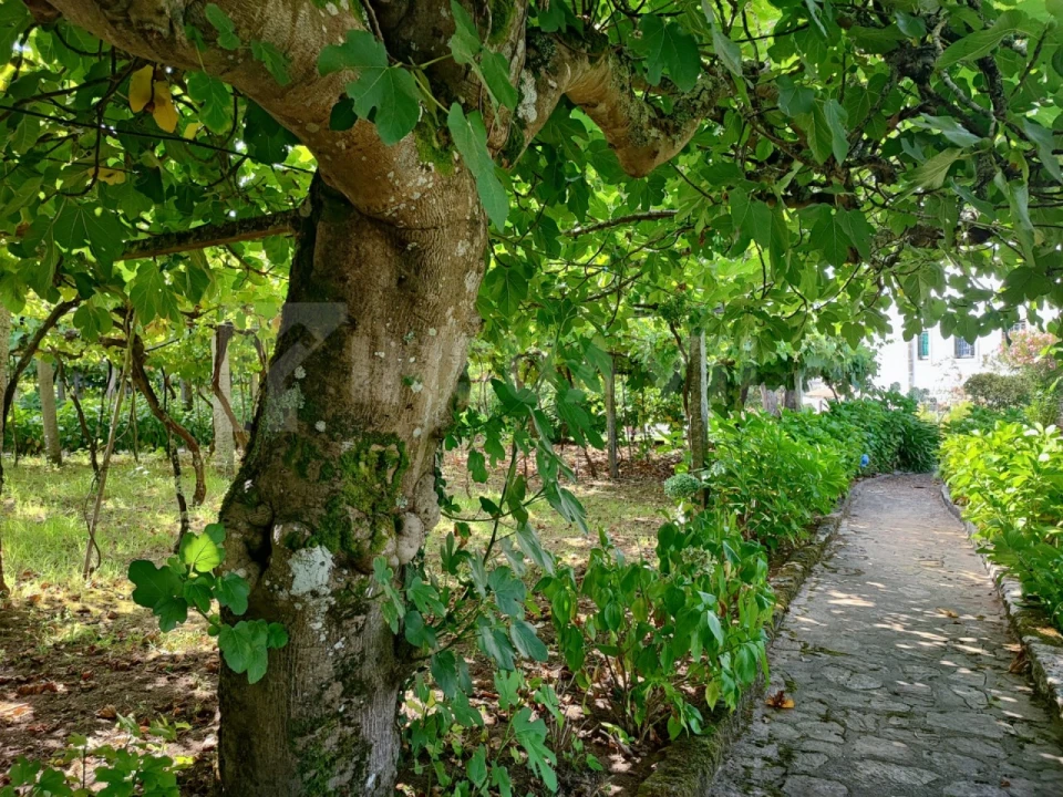 Quinta T7 para Venda em Vilar de Mouros Foto 51