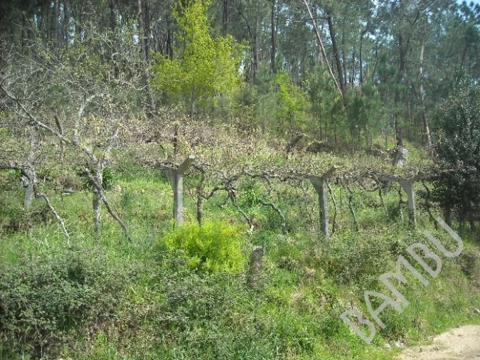 Terreno para Venda em Prado e Remoães Foto 5
