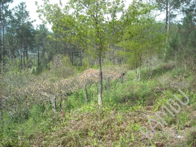 Terreno para Venda em Prado e Remoães Foto 8