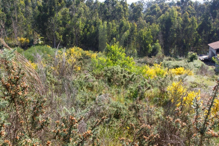 Terreno para Venda em Vilar de Mouros Foto 2