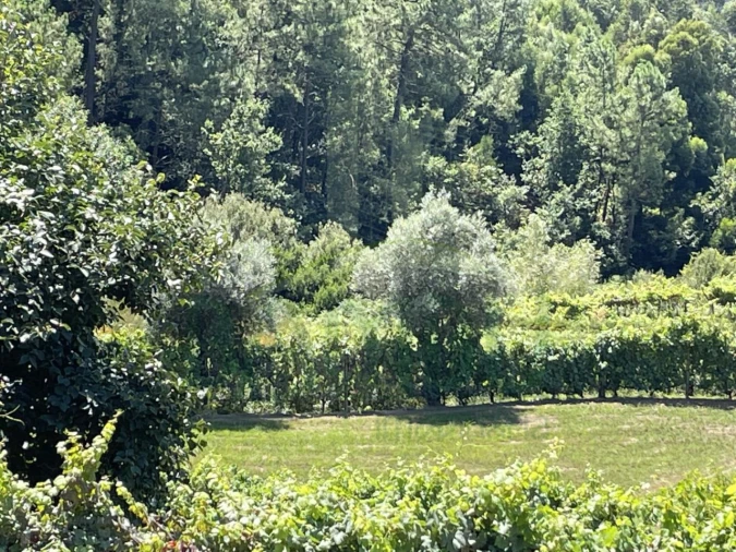 Moradia para Venda em Ganfei Foto 33