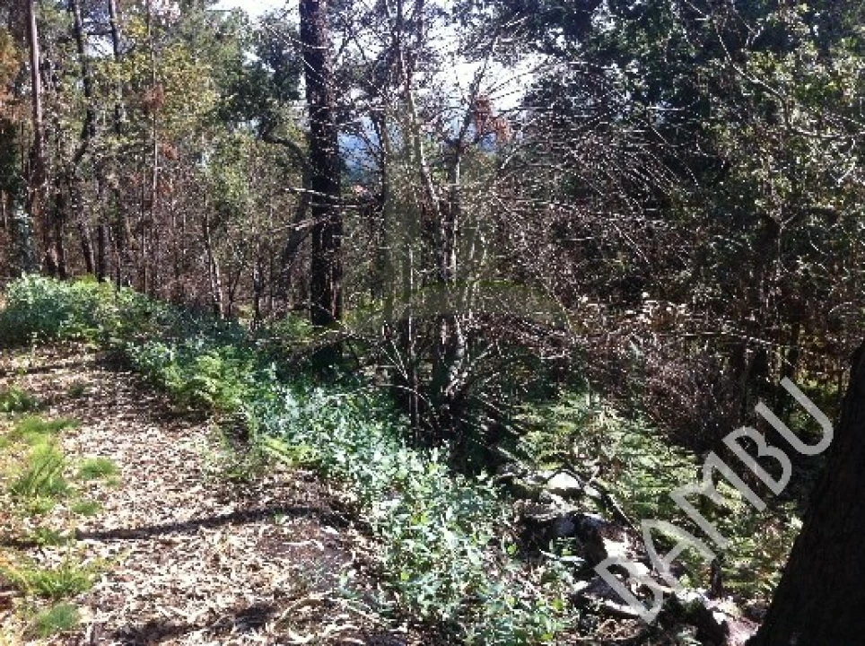 Terreno para Venda em Venade e Azevedo Foto 5