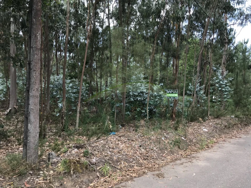 Terreno para Venda em São Pedro da Torre Foto 6
