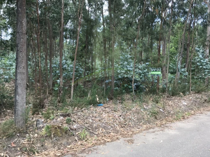 Terreno para Venda em São Pedro da Torre Foto 5