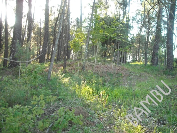 Terreno para Venda em Cornes Foto 3