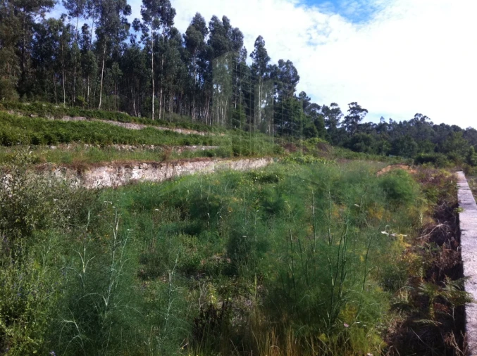 Terreno para Venda em Vilar de Mouros Foto 3