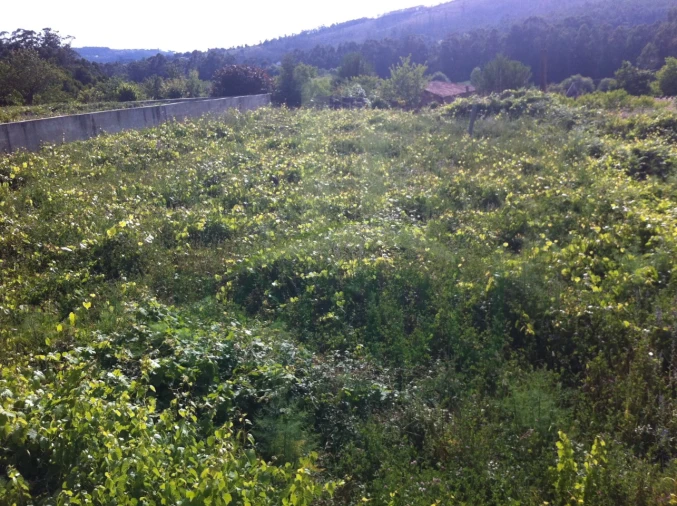 Terreno para Venda em Vilar de Mouros Foto 8