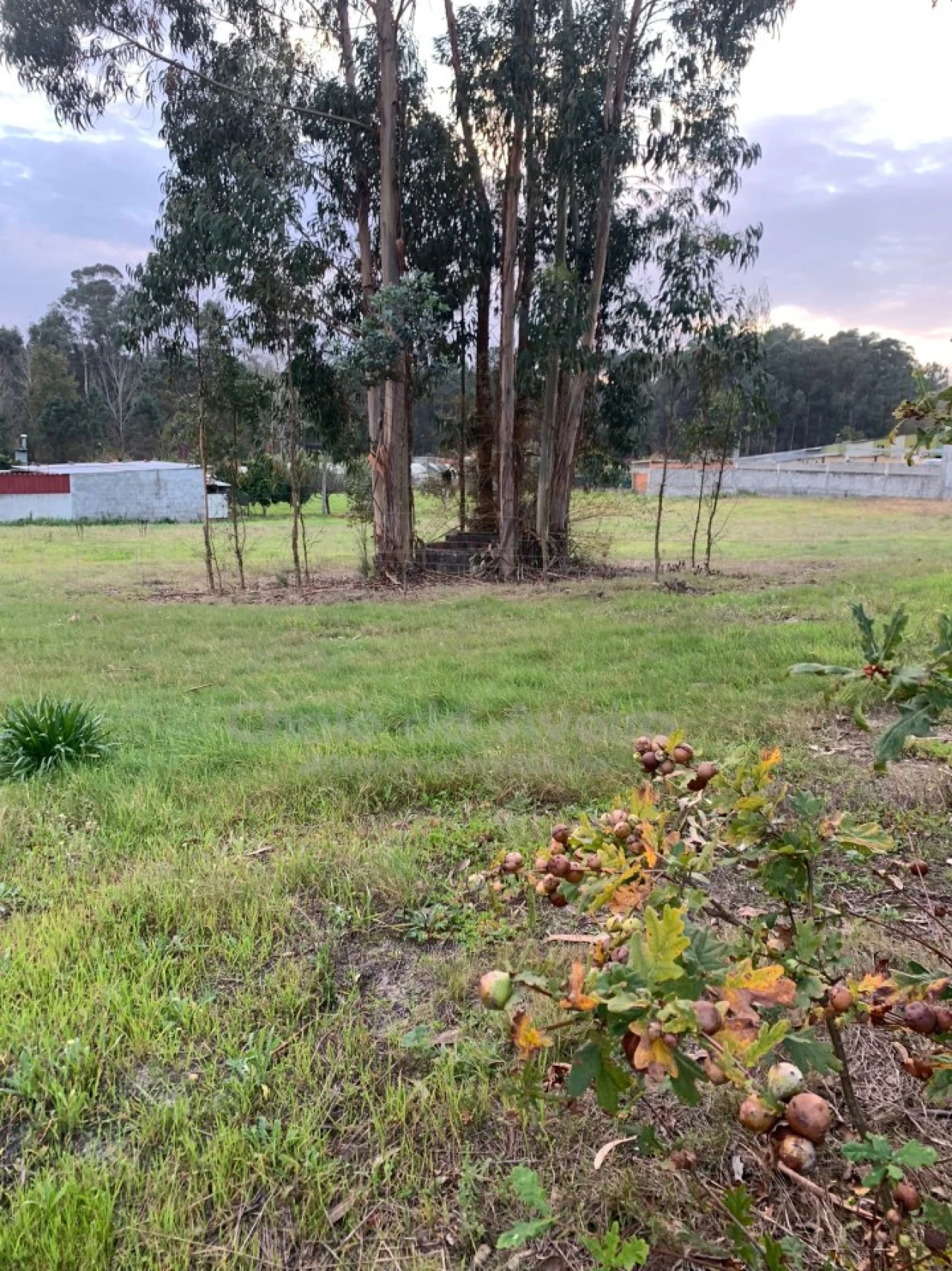 Terreno Agricola ou Rústico para Venda em Oiã Foto 3