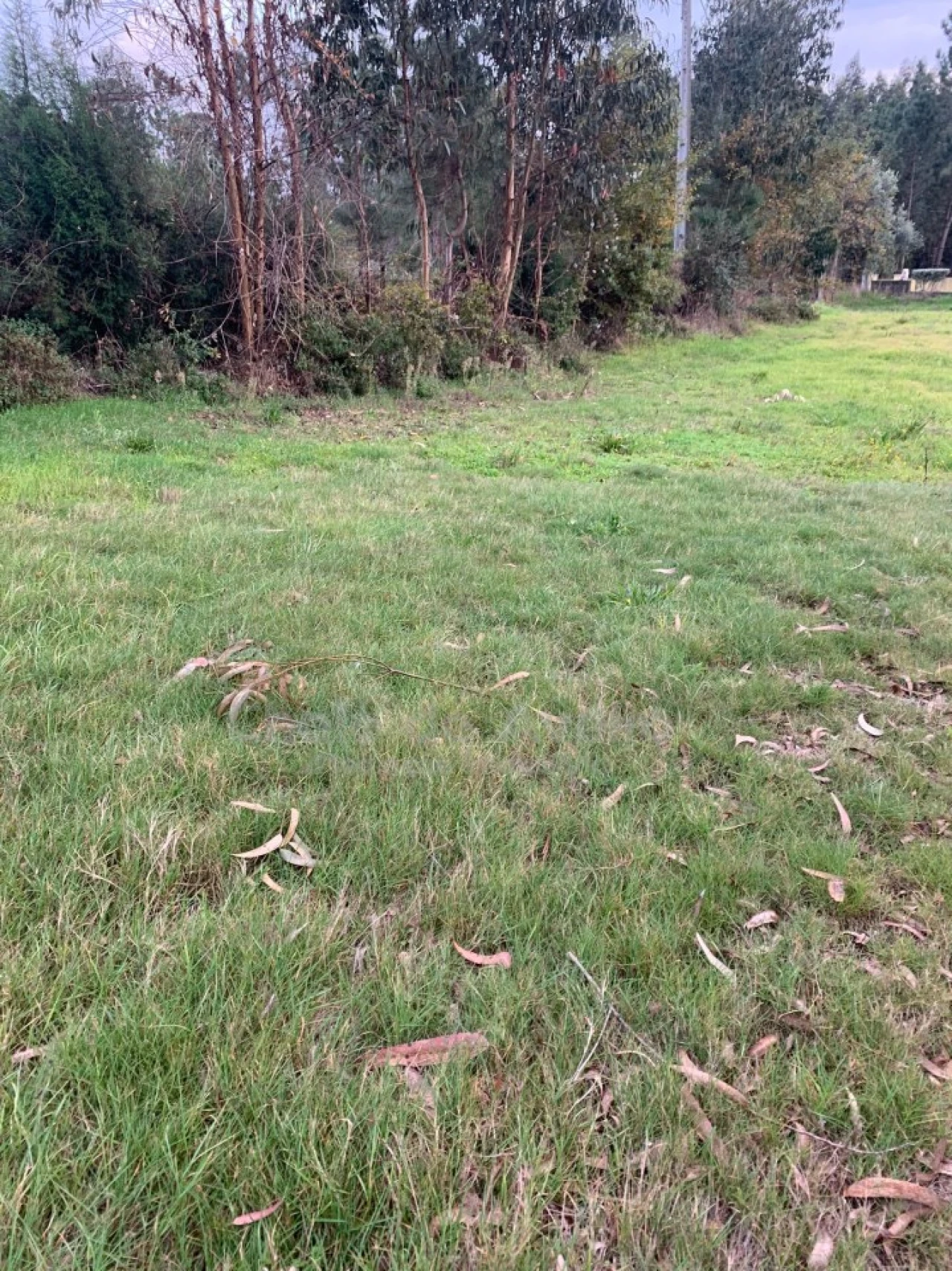 Terreno Agricola ou Rústico para Venda em Oiã Foto 4