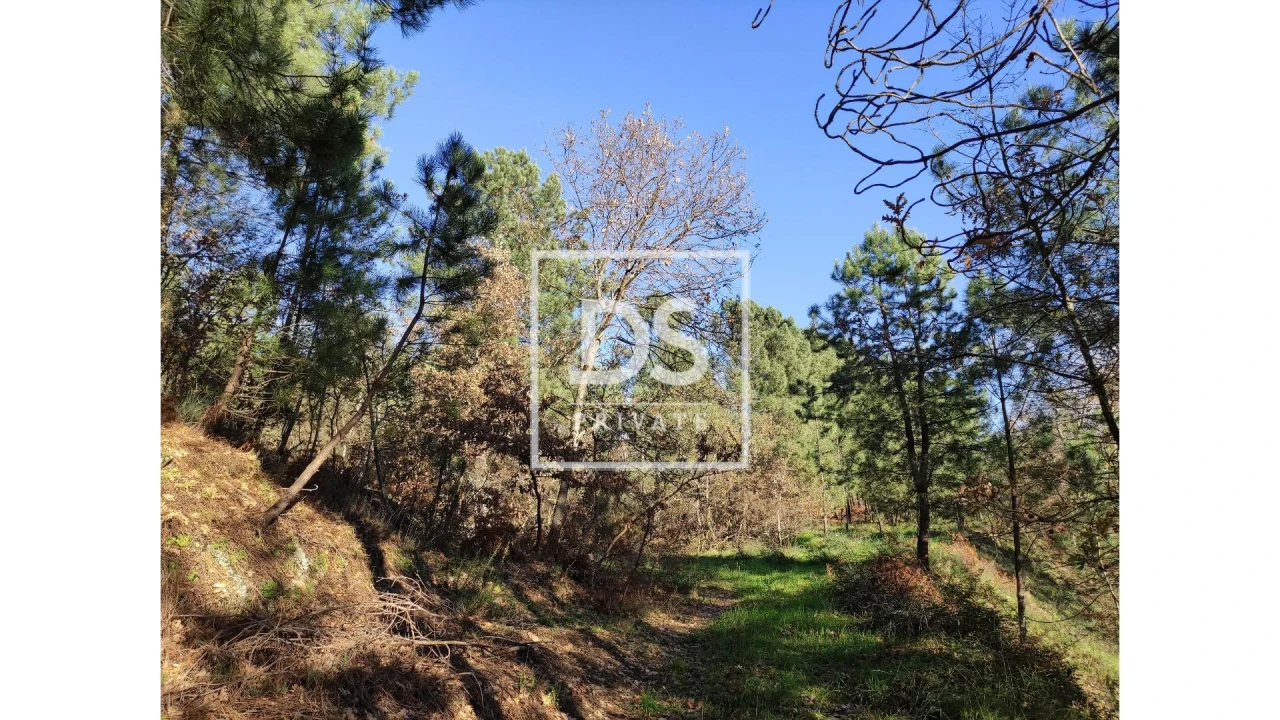 Terreno Agricola ou Rústico para Venda em Santa Marinha do Zezere Foto 3