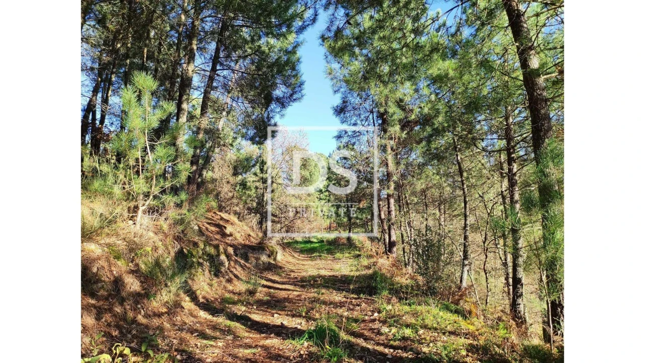 Terreno Agricola ou Rústico para Venda em Santa Marinha do Zezere Foto 6