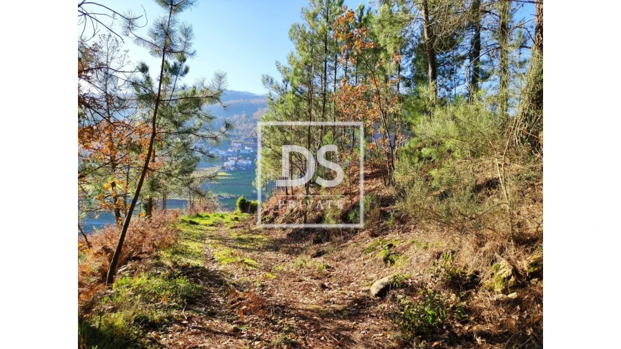 Terreno Agricola ou Rústico para Venda em Santa Marinha do Zezere Foto 1