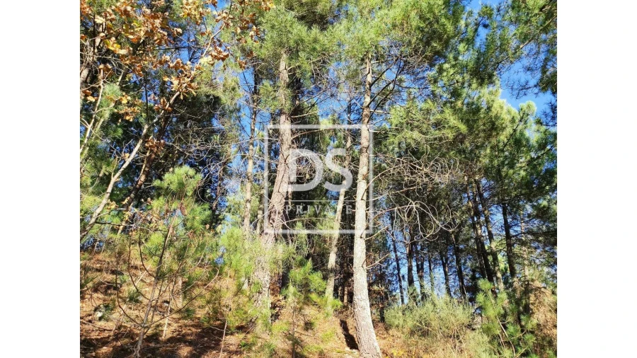 Terreno Agricola ou Rústico para Venda em Santa Marinha do Zezere Foto 4