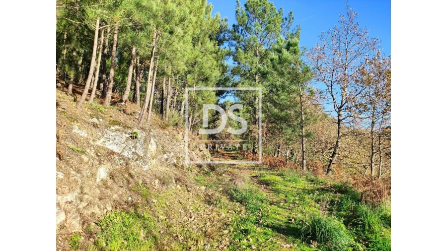 Terreno Agricola ou Rústico para Venda em Santa Marinha do Zezere Foto 7