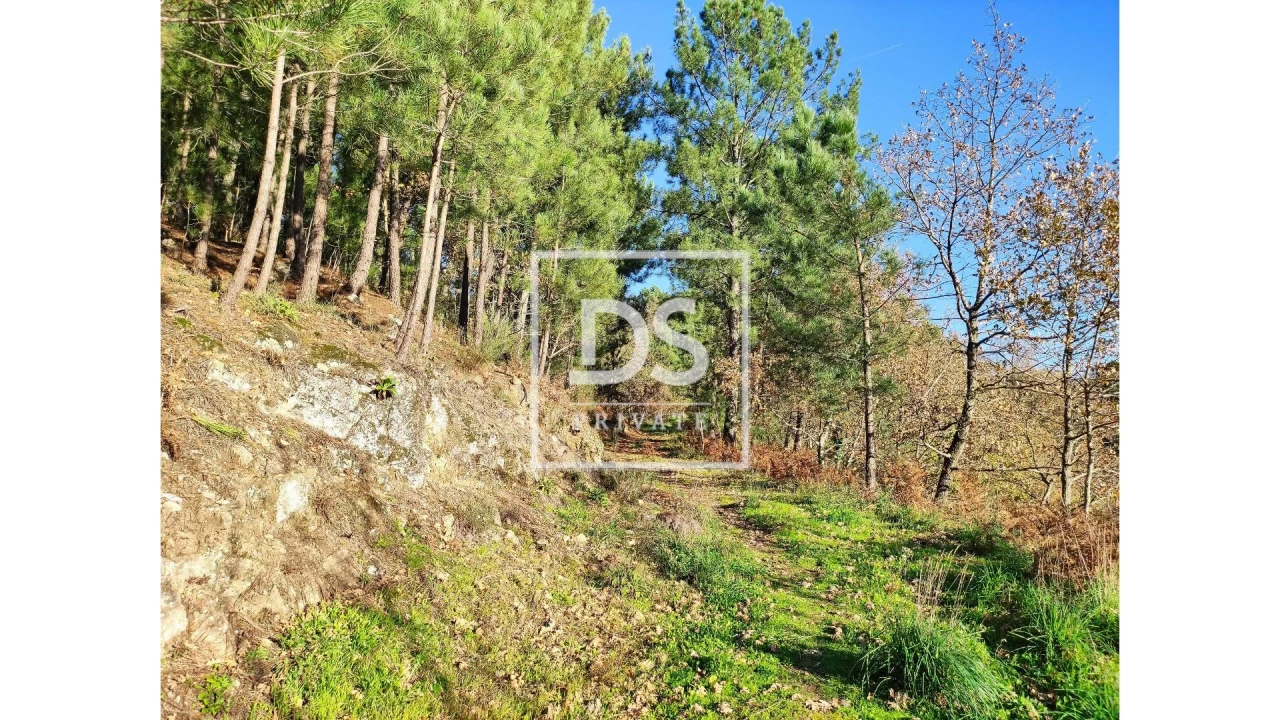 Terreno Agricola ou Rústico para Venda em Santa Marinha do Zezere Foto 7