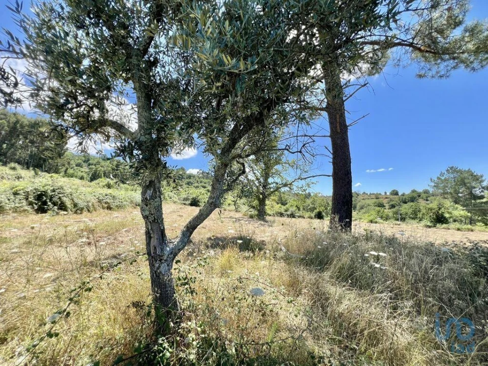Terreno para Venda em São Paio Foto 13