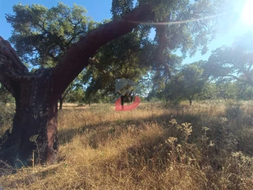 Terreno para Venda em Castelo Branco