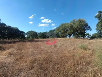 Terreno para Venda em Castelo Branco