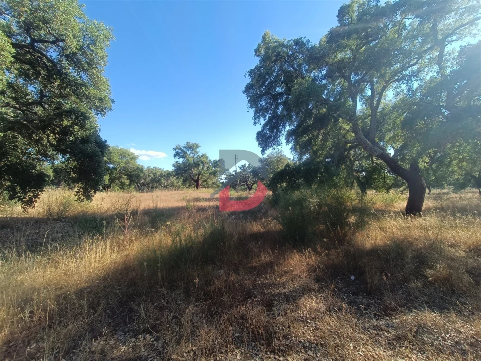 Terreno para Venda em Castelo Branco Foto 8