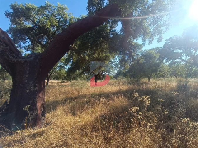 Terreno para Venda em Castelo Branco Foto 9
