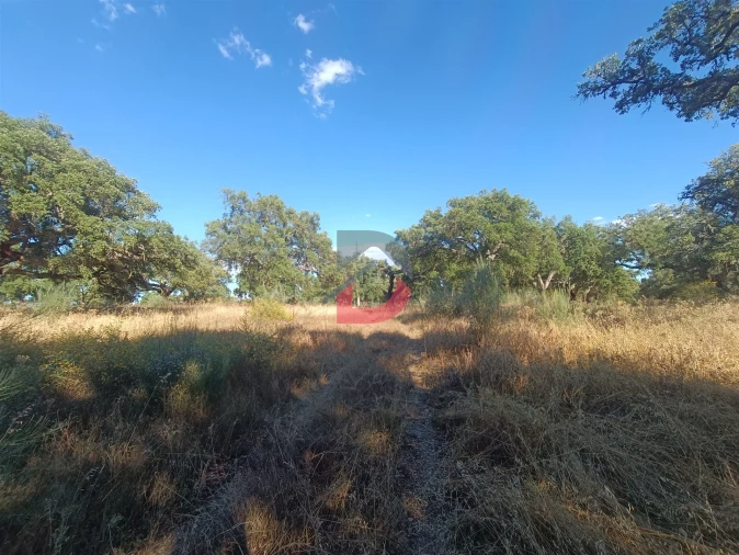Terreno para Venda em Castelo Branco Foto 10
