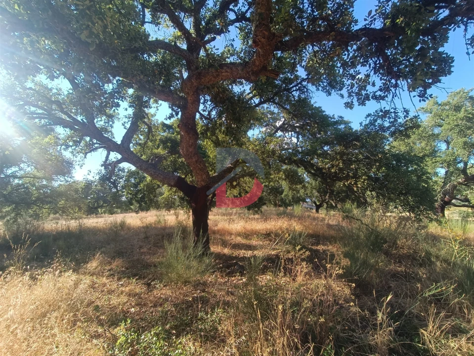 Terreno para Venda em Castelo Branco Foto 7