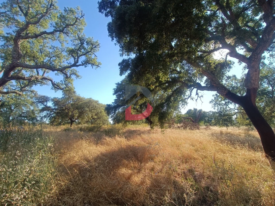 Terreno para Venda em Castelo Branco Foto 1