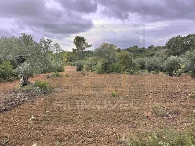 Terreno para Venda em Malhou, Louriceira e Espinheiro Foto 2
