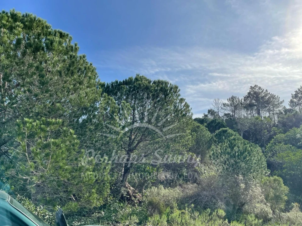 Terreno Agricola ou Rústico para Venda em Melides Foto 5