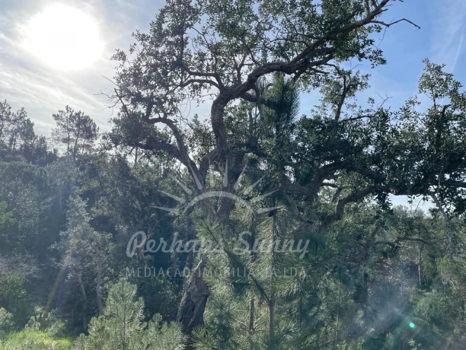 Terreno Agricola ou Rústico para Venda em Melides Foto 7
