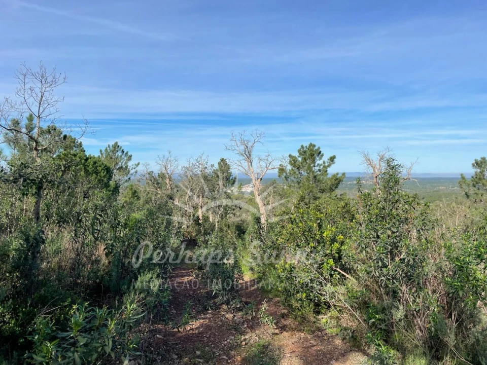Terreno Agricola ou Rústico para Venda em Melides Foto 8