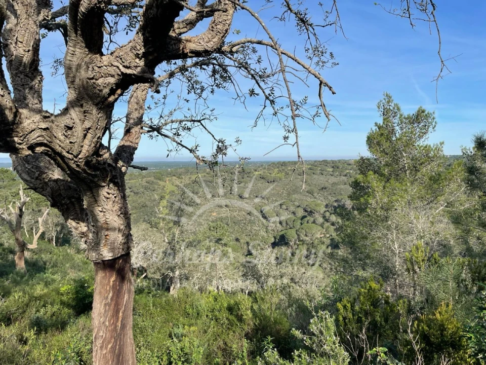 Terreno Agricola ou Rústico para Venda em Melides Foto 9