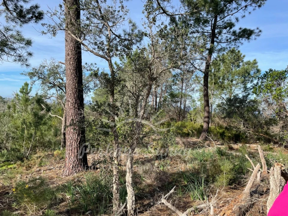 Terreno Agricola ou Rústico para Venda em Melides Foto 11