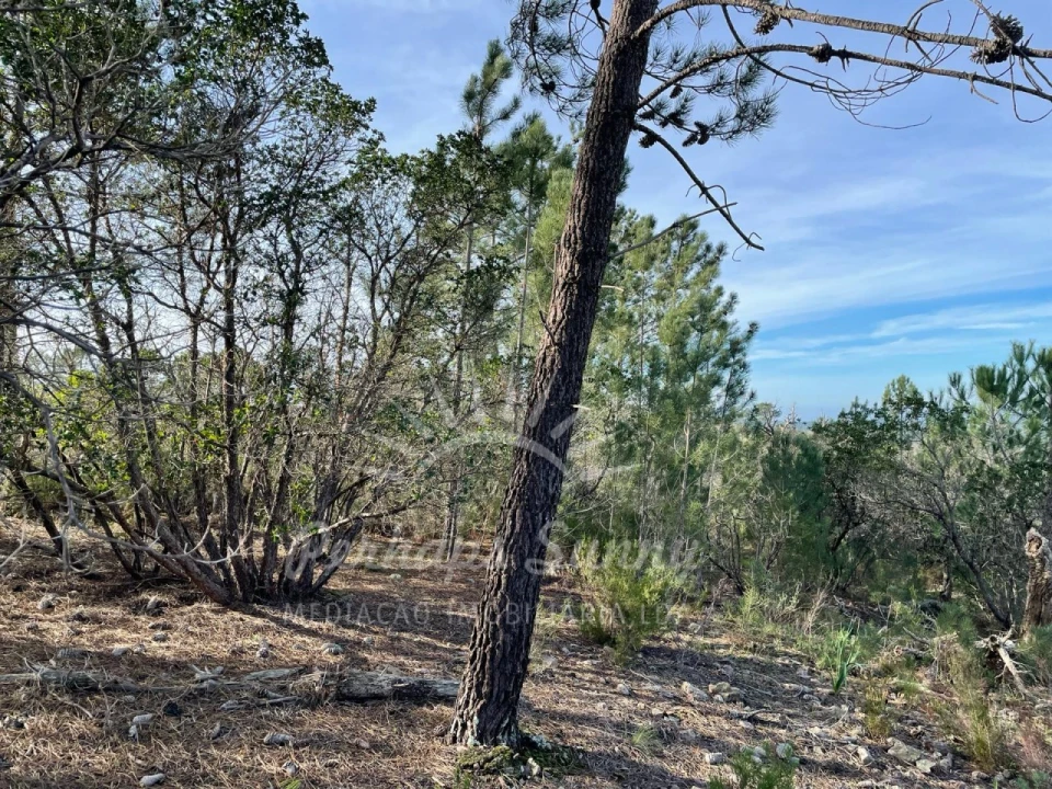 Terreno Agricola ou Rústico para Venda em Melides Foto 13